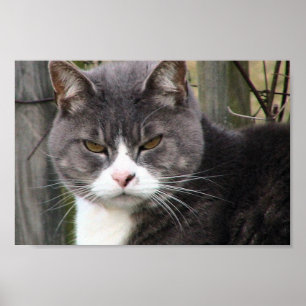Póster Cierre De Gato De Pestaña Negra Grasa Con Ojos Mar