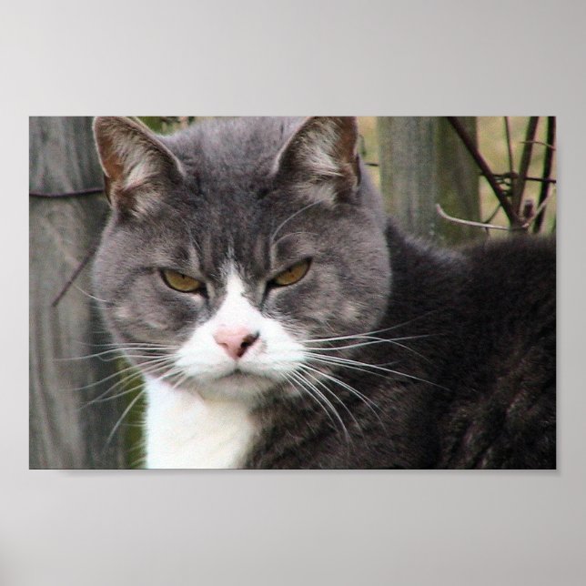 Póster Cierre De Gato De Pestaña Negra Grasa Con Ojos Mar (Frente)