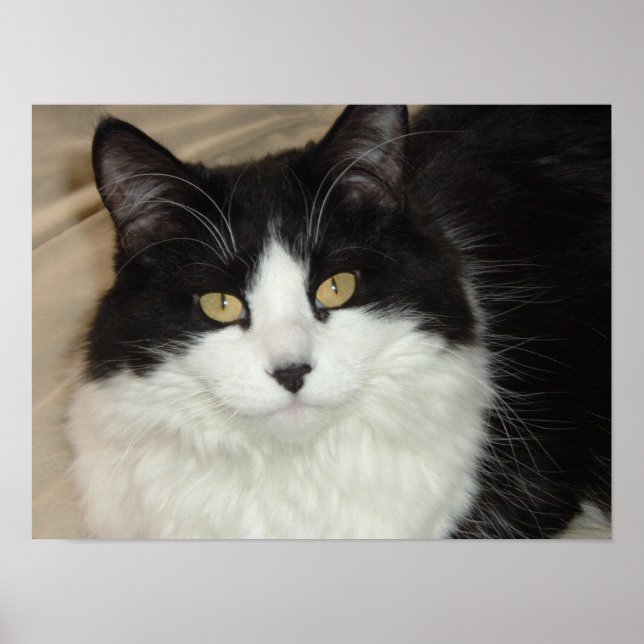 Póster Cierre de gatos de pelo largo negro y blanco (Frente)