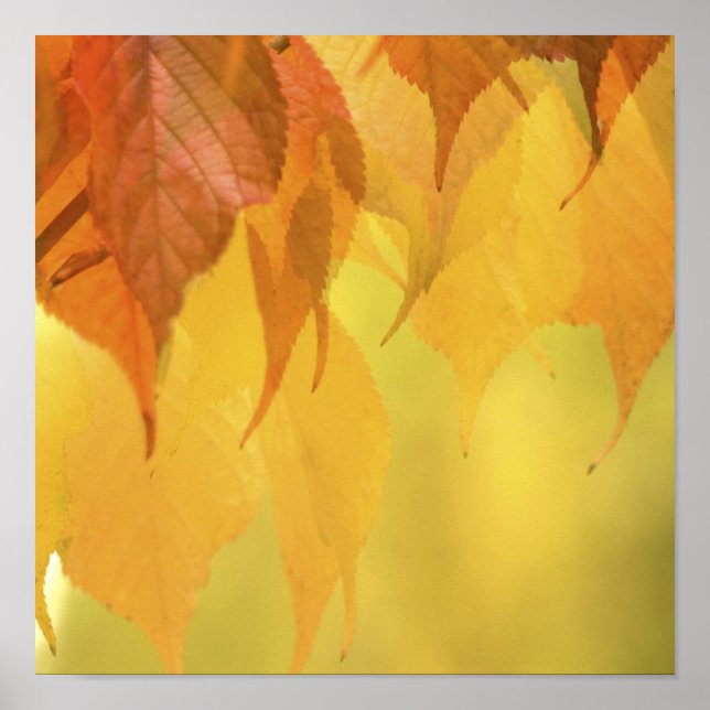 Póster Cierre de hojas de otoño en una sucursal (Frente)