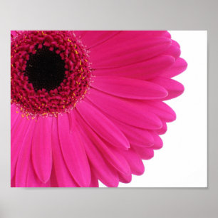 Póster Cierre de Hot Pink Gerbera Daisy