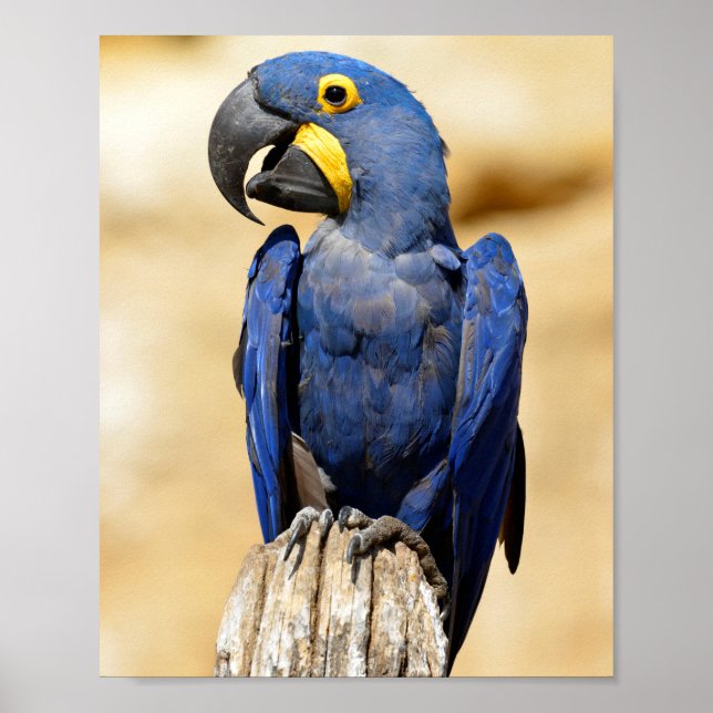 Póster Cierre de Hyacinth macaw (Frente)