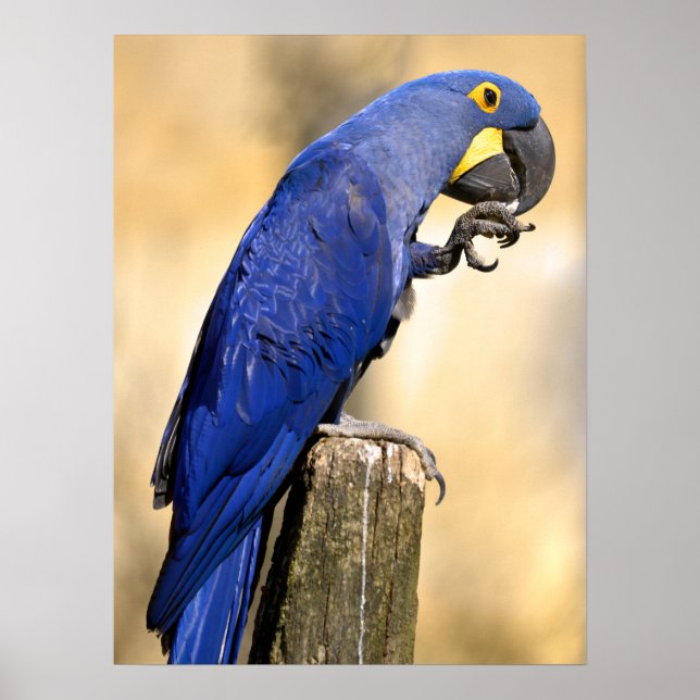 Póster Cierre de Hyacinth macaw encaramado en un poste de (Frente)