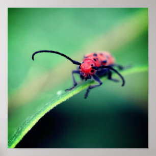 Póster Cierre de insectos de escarabajo rojo