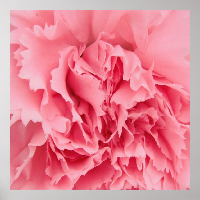 Póster Cierre de la Carnación Rosa poster (Frente)