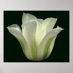 Póster Cierre de la flor de tulipano rayado verde