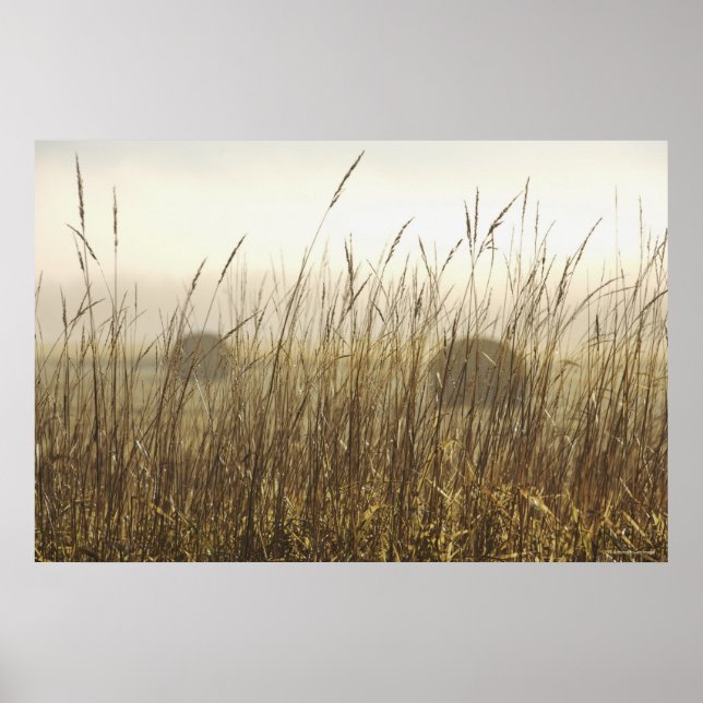 Póster Cierre de la fotografía de Trigo (Frente)