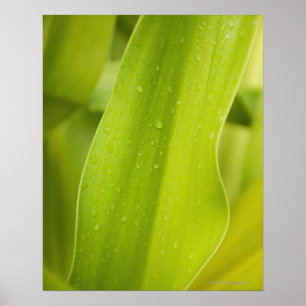 Póster Cierre de la hoja tropical húmeda