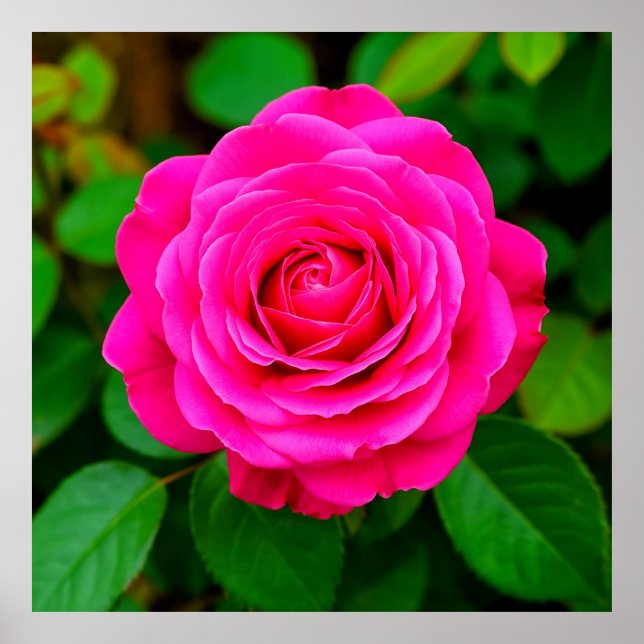 Póster Cierre de la rosa rosa rosa vibrante (Frente)