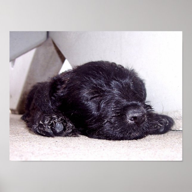 Póster Cierre de la sirena de cachorro negro de Scottish  (Frente)