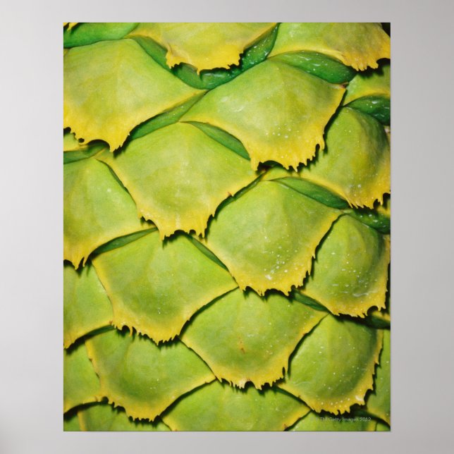 Póster Cierre de la textura y patrón de árbol tropical (Frente)
