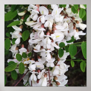 Póster Cierre de las flores de acacia