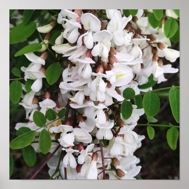Póster Cierre de las flores de acacia (Frente)
