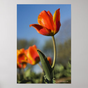 Póster Cierre de las flores de tulipán
