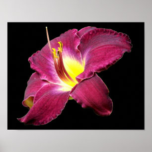 Póster Cierre de las Flores diurnas