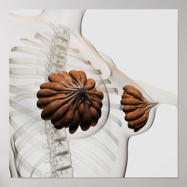 Póster Cierre De Las Glándulas Mamarias Femeninas (Frente)