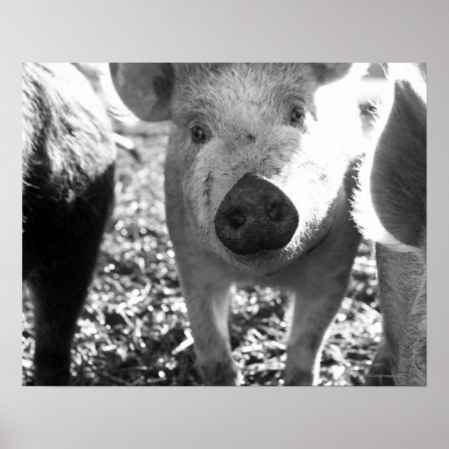 Póster Cierre de lechones (Frente)