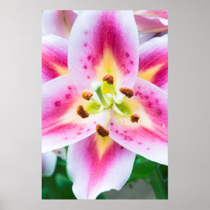Póster Cierre de Lily