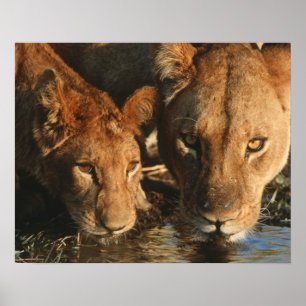 Póster Cierre de Lioness (Panthera leo) y cub