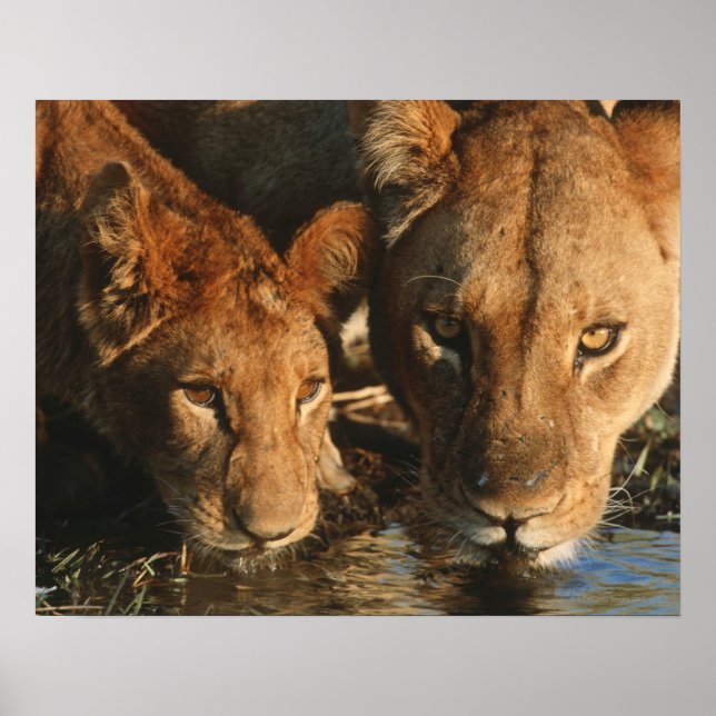 Póster Cierre de Lioness (Panthera leo) y cub (Frente)