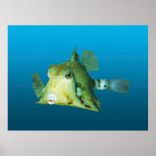 Póster ¡Cierre de los Boxfish! Fondo azul gradiente