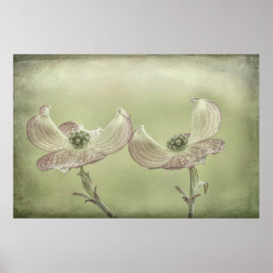 Póster Cierre de los florecimiento de dogwood rosado Ca