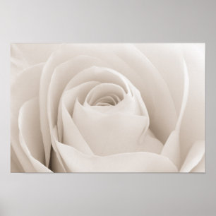 Póster Cierre de los Pétalos de rosa blanca