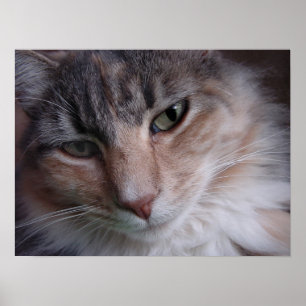 Póster Cierre de Lulu