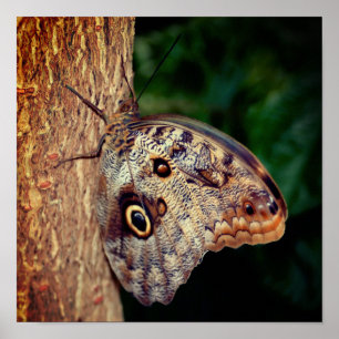 Póster Cierre de mariposa de búho marrón