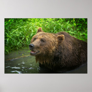 Póster Cierre de oso pardo