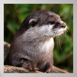 Póster Cierre de Otter