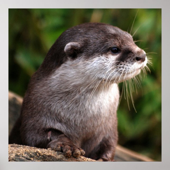 Póster Cierre de Otter (Frente)