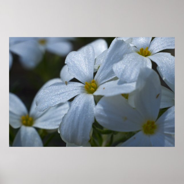 Póster Cierre de Phlox (Frente)