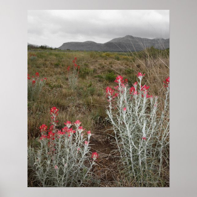 Póster Cierre de plantas del desierto, Del Rio, Texas, EE (Frente)