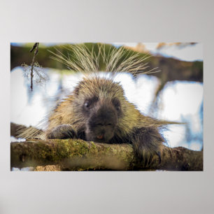 Póster Cierre de porcupina en un árbol