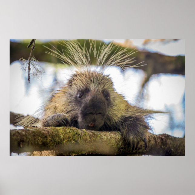 Póster Cierre de porcupina en un árbol (Frente)