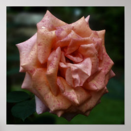 Póster Cierre De Rosa De Engranaje De Engranaje