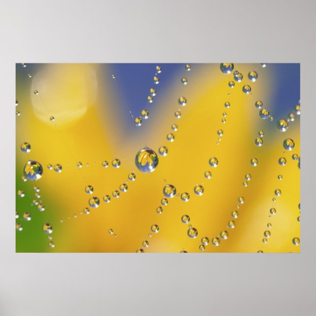 Póster Cierre de telaraña con rocío (Frente)