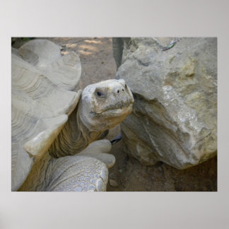 Póster Cierre de Tortoise del Desierto