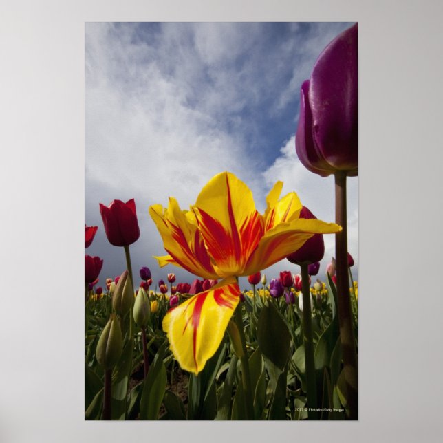 Póster Cierre de tulipanes coloridos y florecientes en Or (Frente)