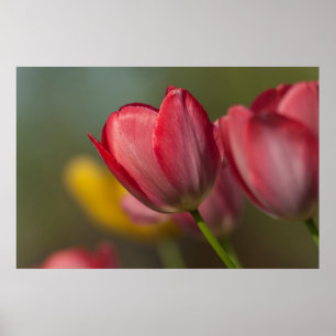 Póster Cierre de tulipanes rojos y amarillos en el jardín