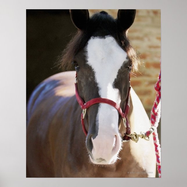 Póster Cierre de un caballo atado en un establo (Frente)