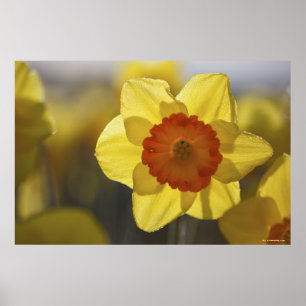 Póster Cierre de un Daffodil amarillo/Naranja