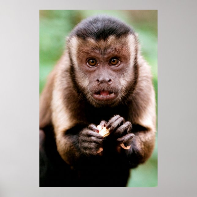 Póster Cierre de un mono capuchino con tapa negra (Frente)
