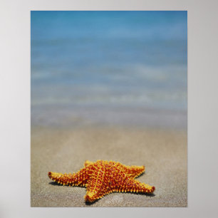 Póster Cierre de un pez estrella de Cushion