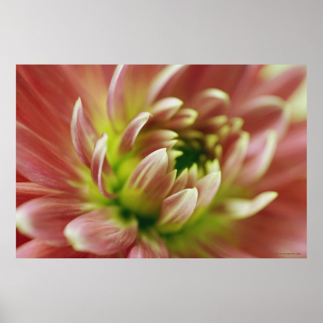 Póster Cierre de una flor 2 (Frente)