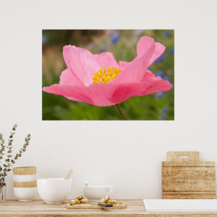 Póster Cierre de una fotografía con amapola rosa