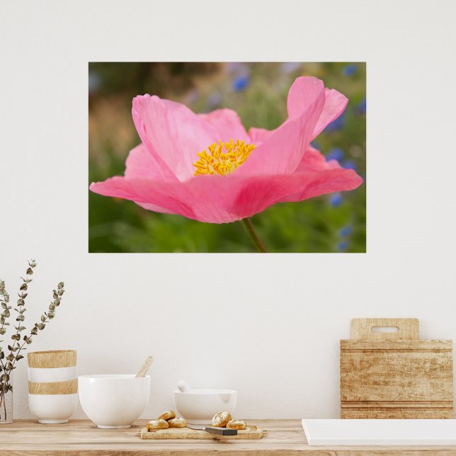 Póster Cierre de una fotografía con amapola rosa (Cocina)