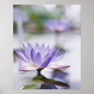 Póster Cierre de una lirio-agua morada flotando en