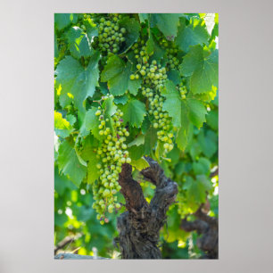 Póster Cierre De Uvas De Madera